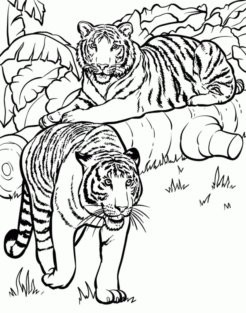 805x1024 Realistic And Detailed Coloring Page Of Tiger For Older Kids