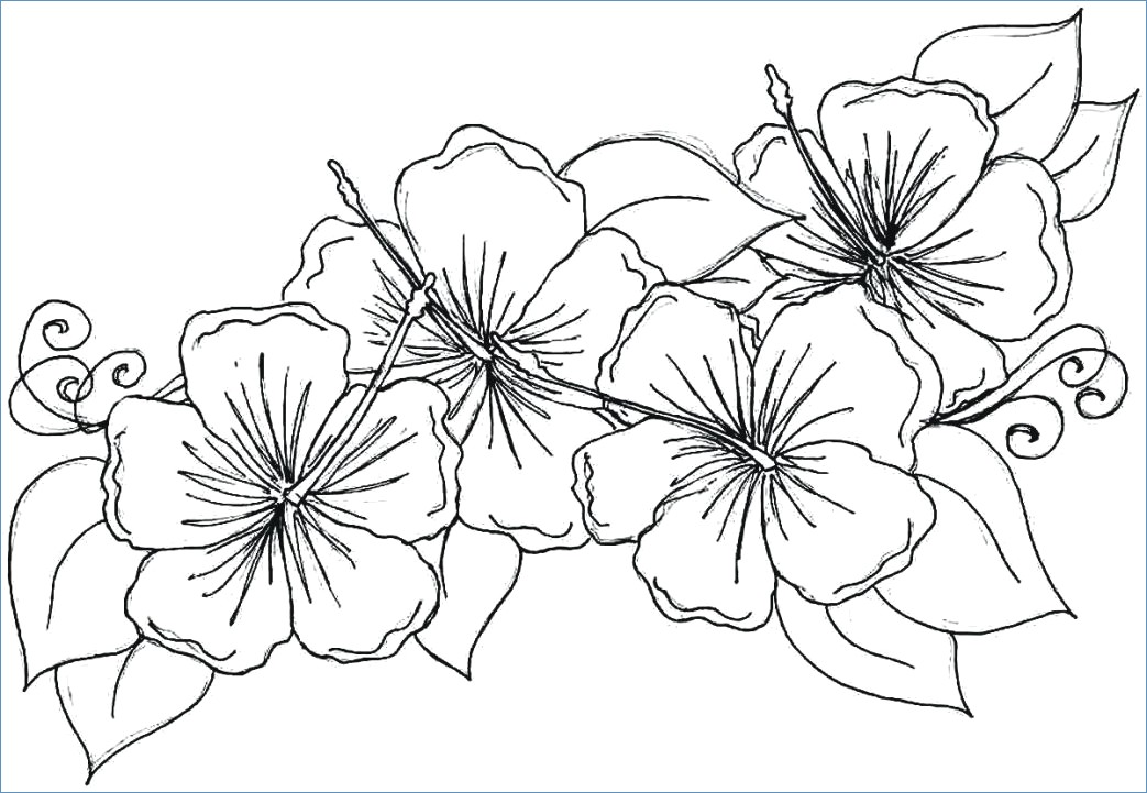 1043x721 Tulip Flower Coloring Pages For Girls