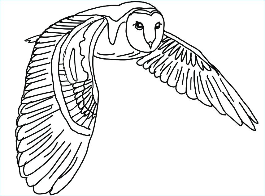 856x635 Owl Coloring Pictures For Adults Kids Coloring Coloring Pages Owls