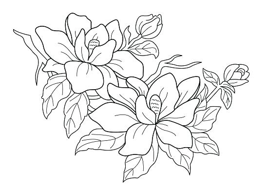 550x392 Hibiscus Flower Coloring Pages Free Printable Flower Coloring