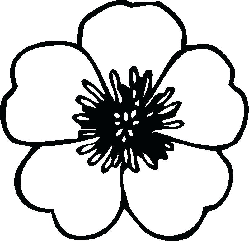 800x774 Pretty Flower Coloring Pages Free Printable Flowers Colouring