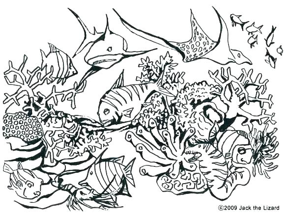 580x442 Coloring Pages Difficult Animals Hard Animal Cute Detailed Free