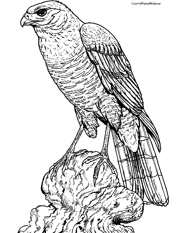 612x769 Hawk Coloring Pages