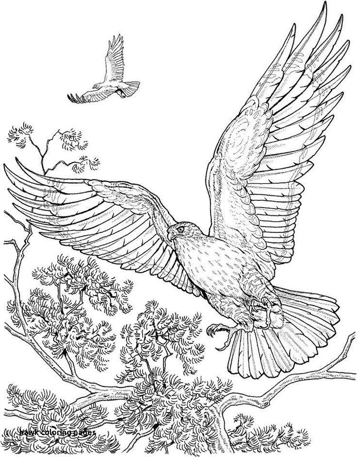 736x940 Hawk Coloring Pages