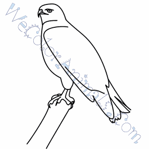 300x300 Hawk Coloring Pages