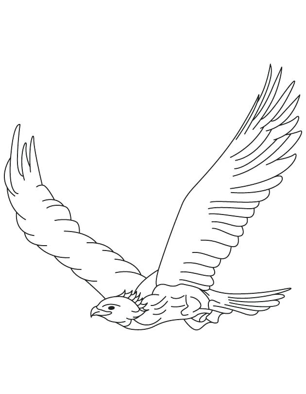 630x810 Hawk Drawing Step