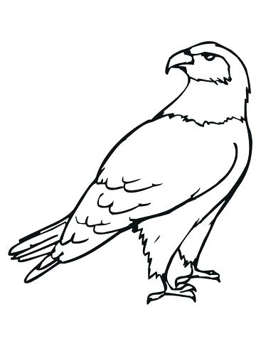 360x480 Coloring Pages For Birds Hawk Coloring Pages Click To See