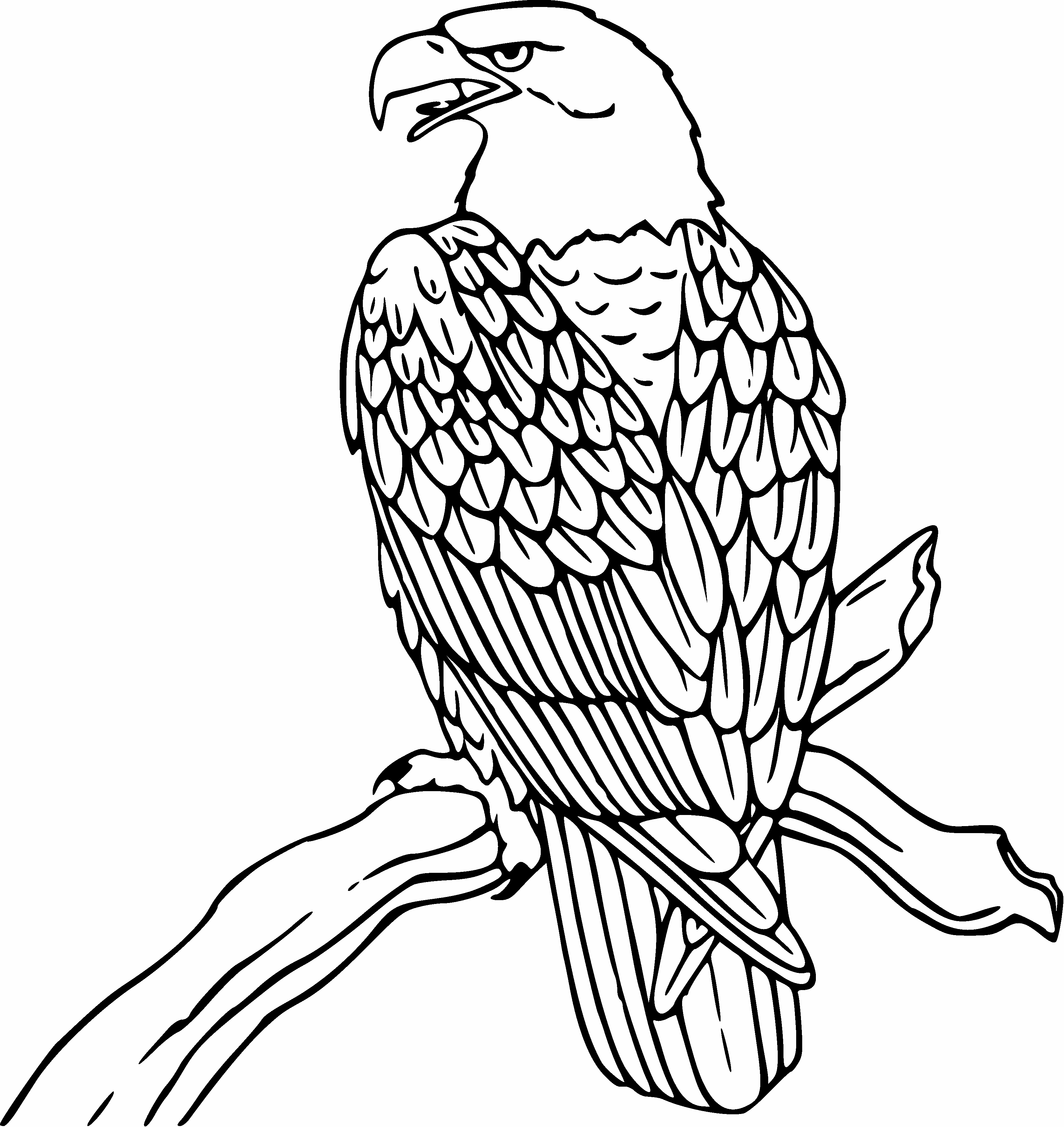 3349x3547 Fresh Eagle Drawing Google Search Stencils