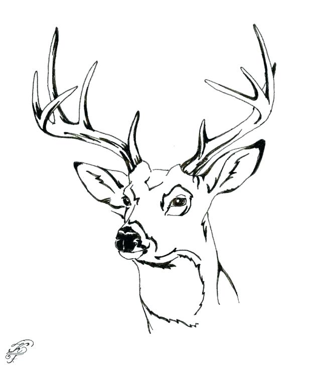 618x736 Whitetail Deer Coloring Pages
