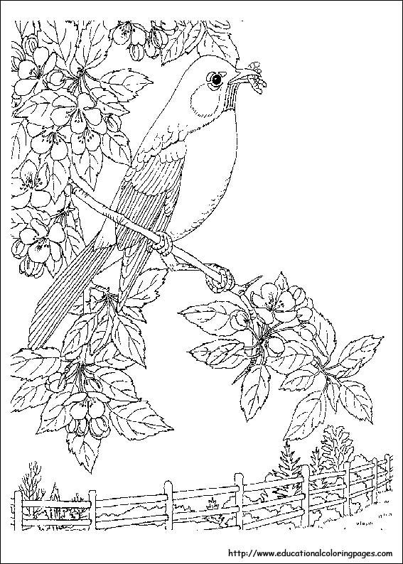 567x794 Spectacular Idea Coloring Pages Nature Page Scenes For Kids