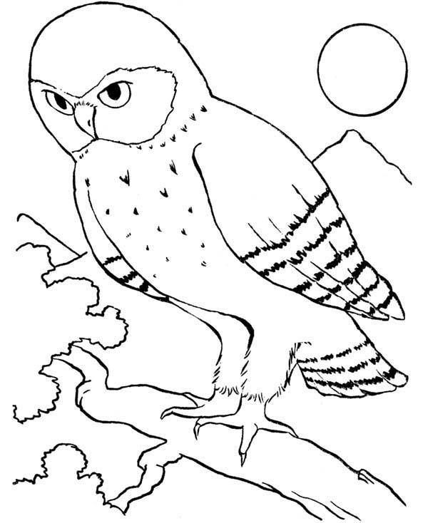 600x734 An Owl Bird Howling In The Night Coloring Page Color Luna