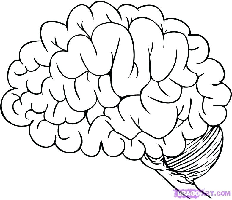 780x675 Brain Coloring Page Human Brain Coloring Book Also