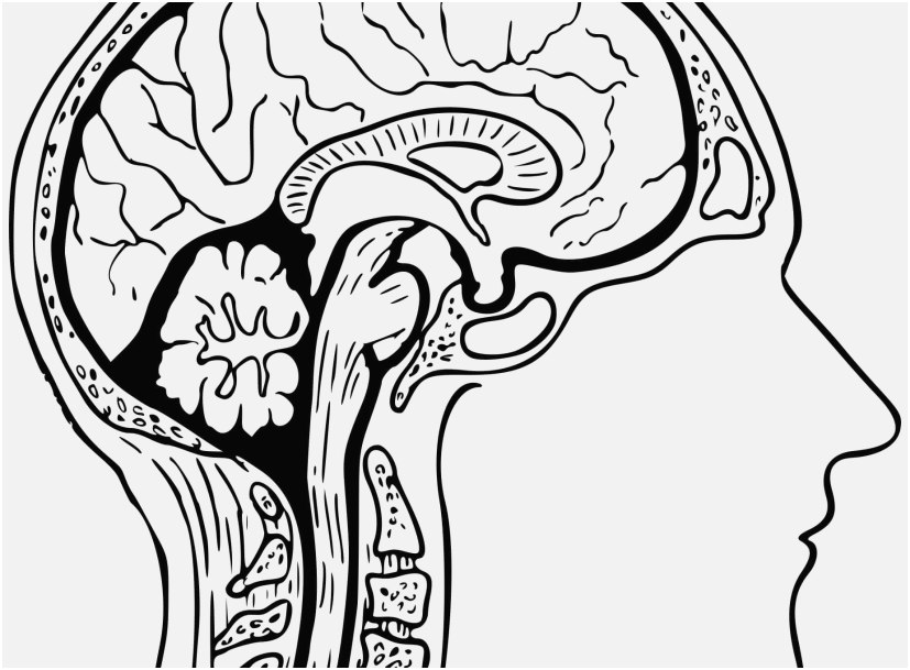 827x609 The Most Effective Stock Brain Coloring Page Happy