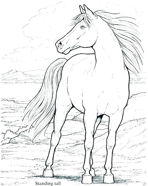 615x770 Coloring Pages Of Horses Horse Head Coloring Pages Coloring Pages