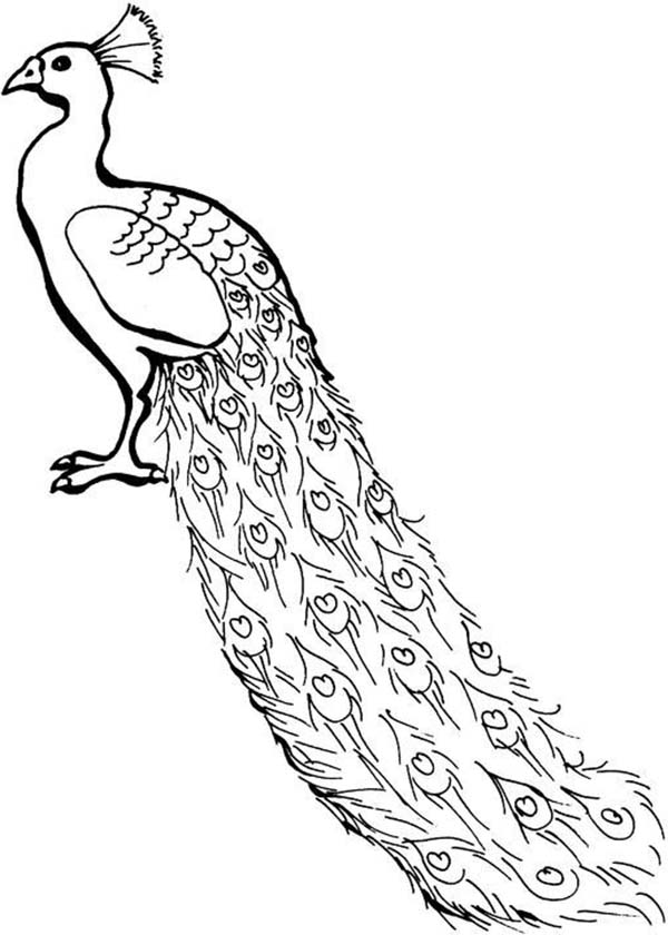 600x840 Peacock Coloring Page