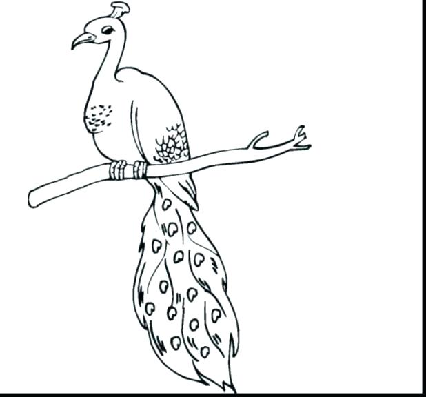 618x576 Peacock Coloring Pages Peacock Feather Coloring Page Surprising