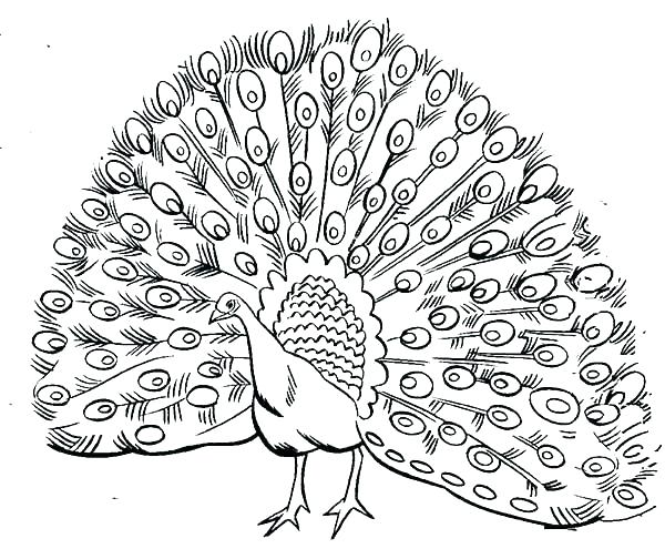 600x504 Peacock Pictures To Color Feather Free Printable Coloring Pages