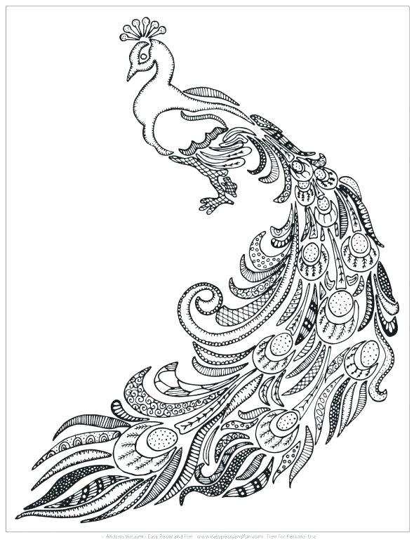 590x772 Adult Coloring Pages Peacock Peacock Feather Coloring Page