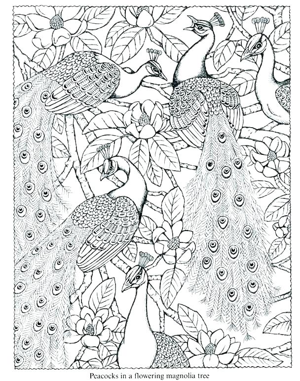 608x770 Peacock Pictures Coloring Pages Vanda