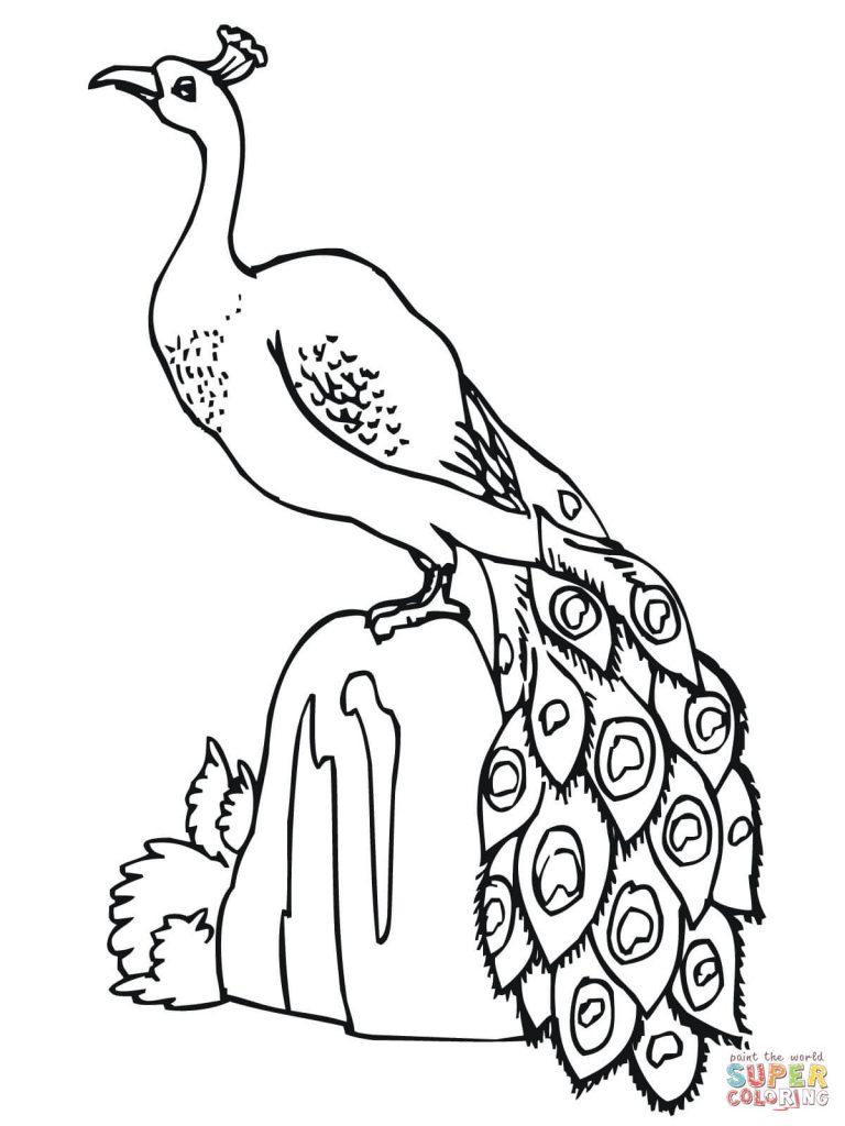 768x1024 Coloring Pages Peacock Best Coloring Book For Free Downloads
