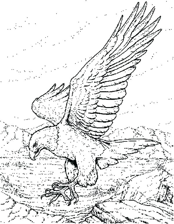 600x770 Harpy Eagle Coloring Page Professional