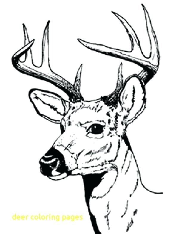 600x781 Deer Coloring Page Baby Deer Coloring Page Free John Deere