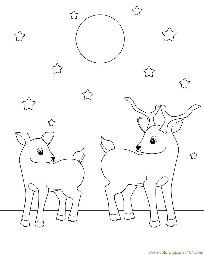 800x1000 Deer Coloring Pages For Adults Go Back Images For Baby Deer
