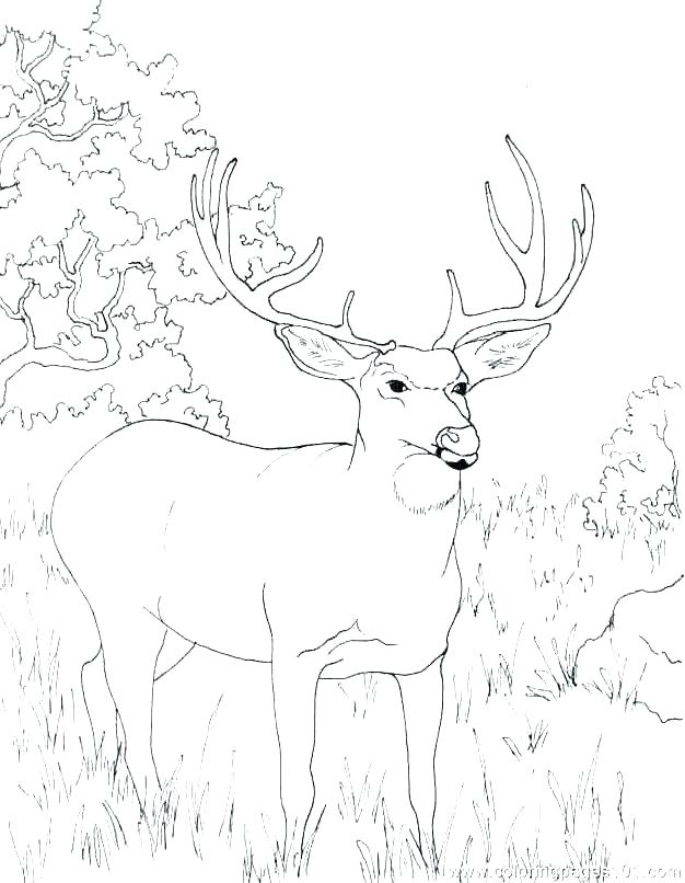 626x806 Free Deer Coloring Pages Deer Coloring Pages Free Free Deer