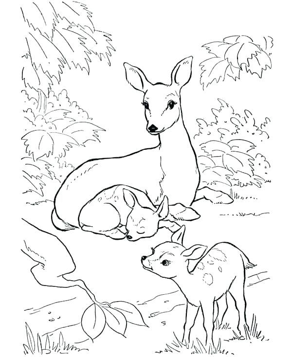 600x734 Baby Deer Coloring Pages