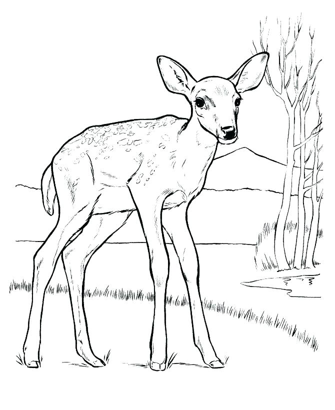 670x820 Baby Deer Coloring Pages
