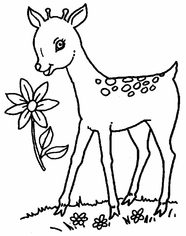 625x794 Baby Deer Coloring Pages