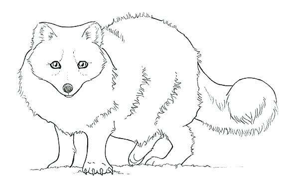 600x373 Printable Fox Coloring Pages Baby Fox Coloring Pages Fox In Socks