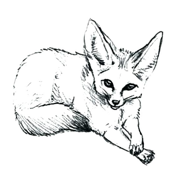 600x592 Coloring Coloring Pages Of Foxes Arctic Fox Page Baby Coloring