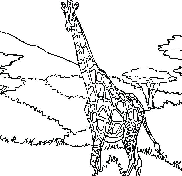 638x615 Giraffe Color Page Giraffe Coloring Page Baby Giraffe Color