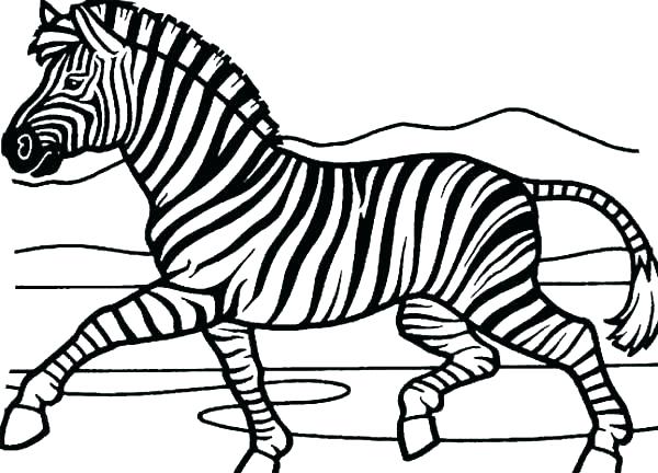 600x432 Baby Zebra Coloring Pages Zebra Coloring Pages Zebra Picture