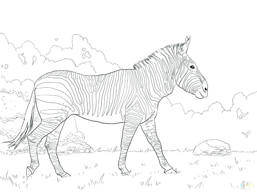 863x647 Zebra Coloring Pages Zebra Color Page Zebra Without Stripes