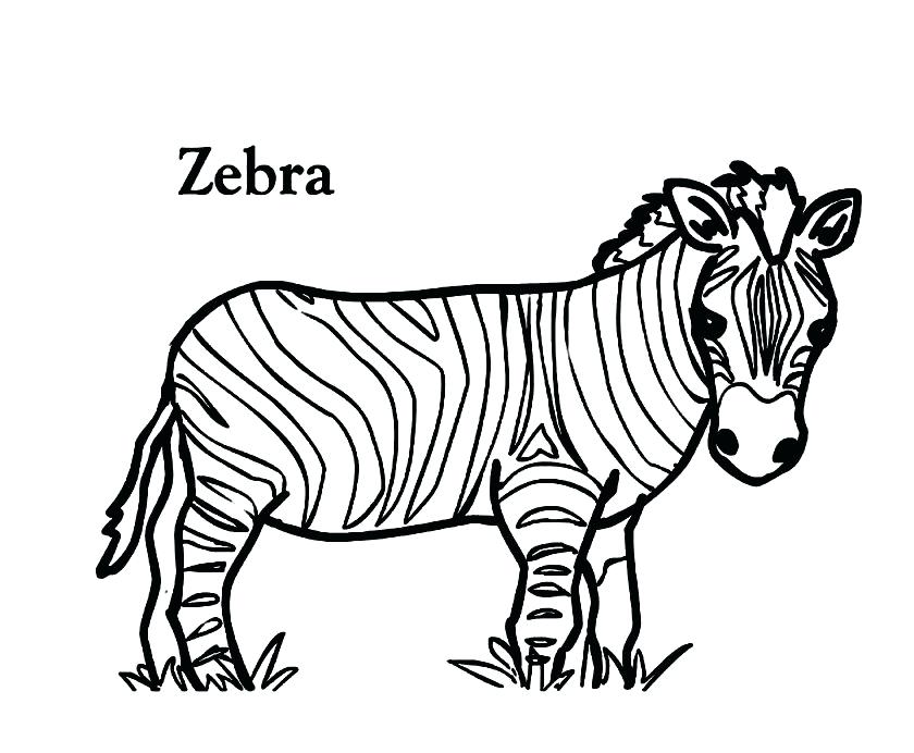 840x692 Zebra Coloring Pages Zebra Coloring Pages For Adults Zebra