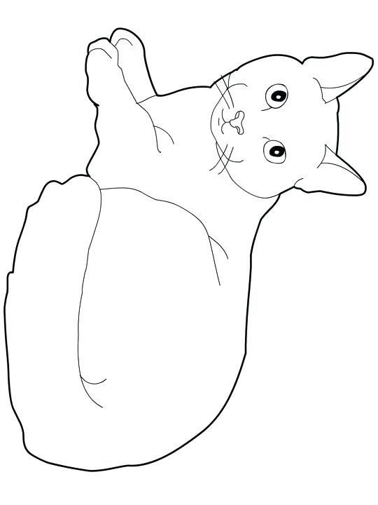 540x720 Black Cat Coloring Page Cats Coloring Pages Blue Cats Kids