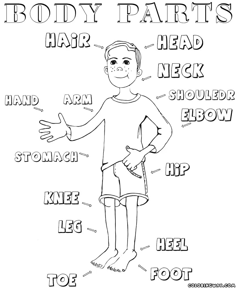 821x1000 Proven Parts Of The Body Coloring Pages For Pr