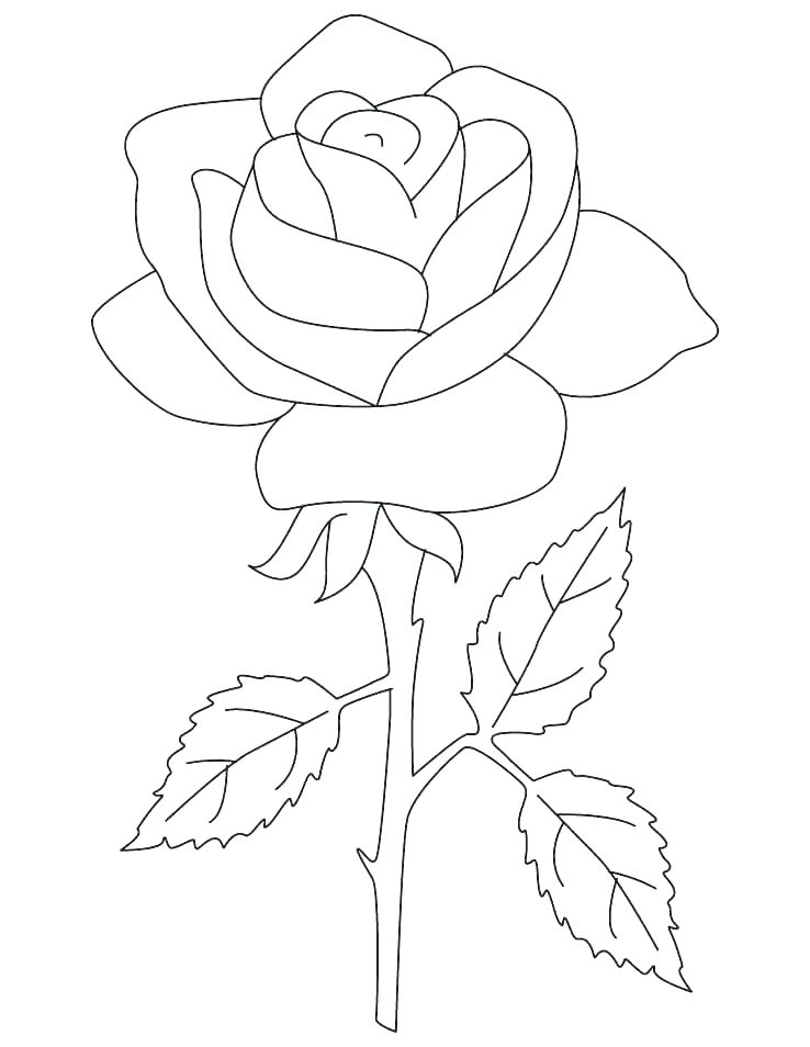 738x954 Coloring Pages Of A Rose New Coloring Pages Rose Print Roses