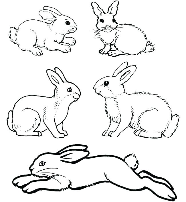 650x706 Rabbits Coloring Pages Coloring Pages Rabbit Bunny Rabbit Coloring