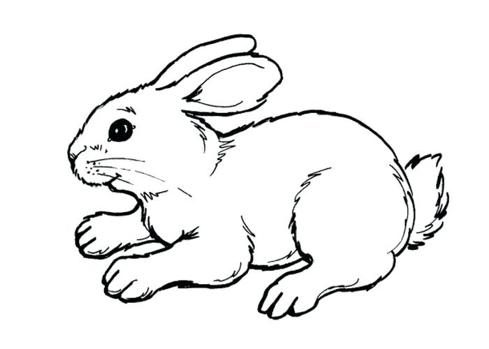 700x500 Baby Bunny Coloring Pages