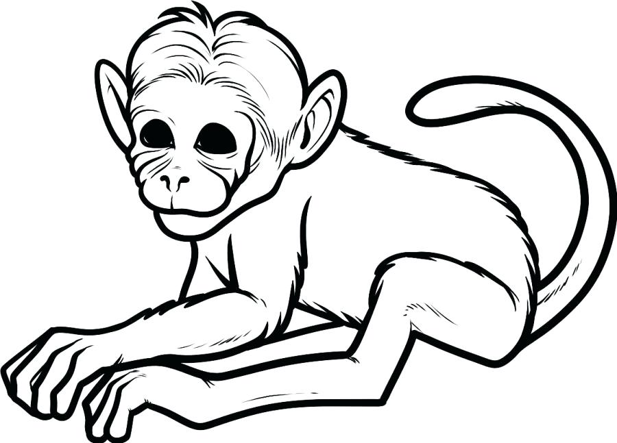 900x647 Inspirational Howler Monkey Coloring Page Coloring Pages