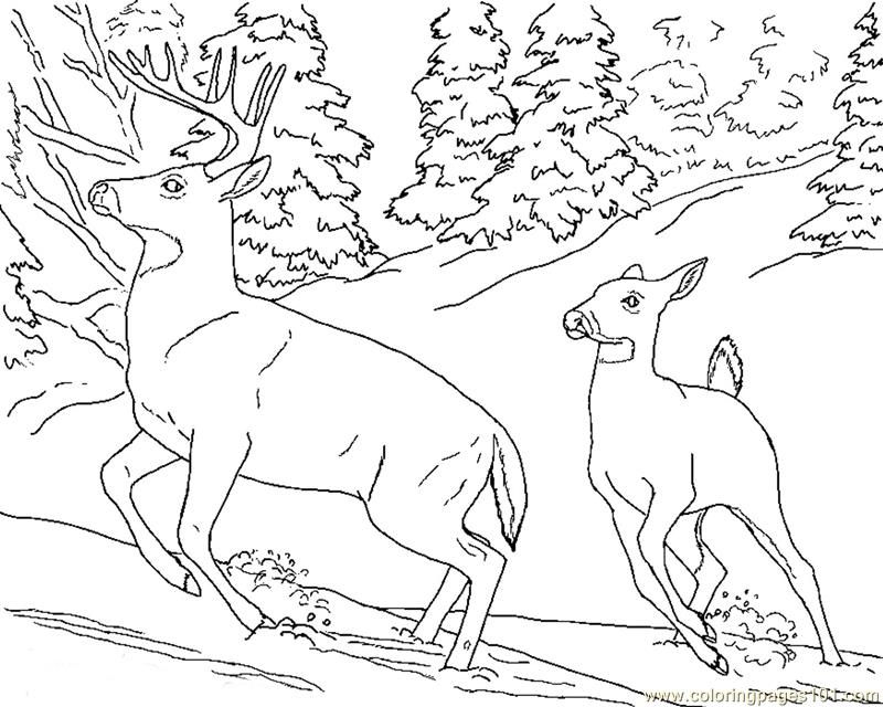 800x640 Deer Doe Buck Snow Coloring Page