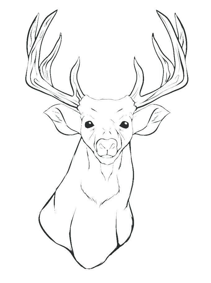 680x911 Elk Coloring Pages Deer Head Deer And Elk Coloring Pages