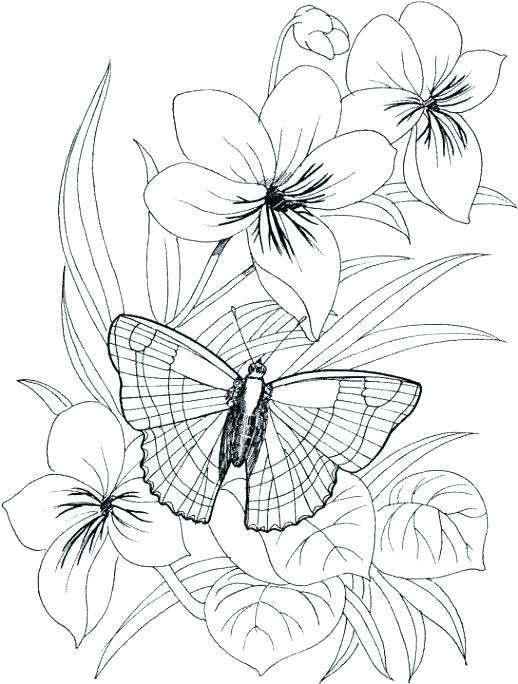518x684 Coloring Pages Flowers And Butterflies Plus Flower Coloring Pages