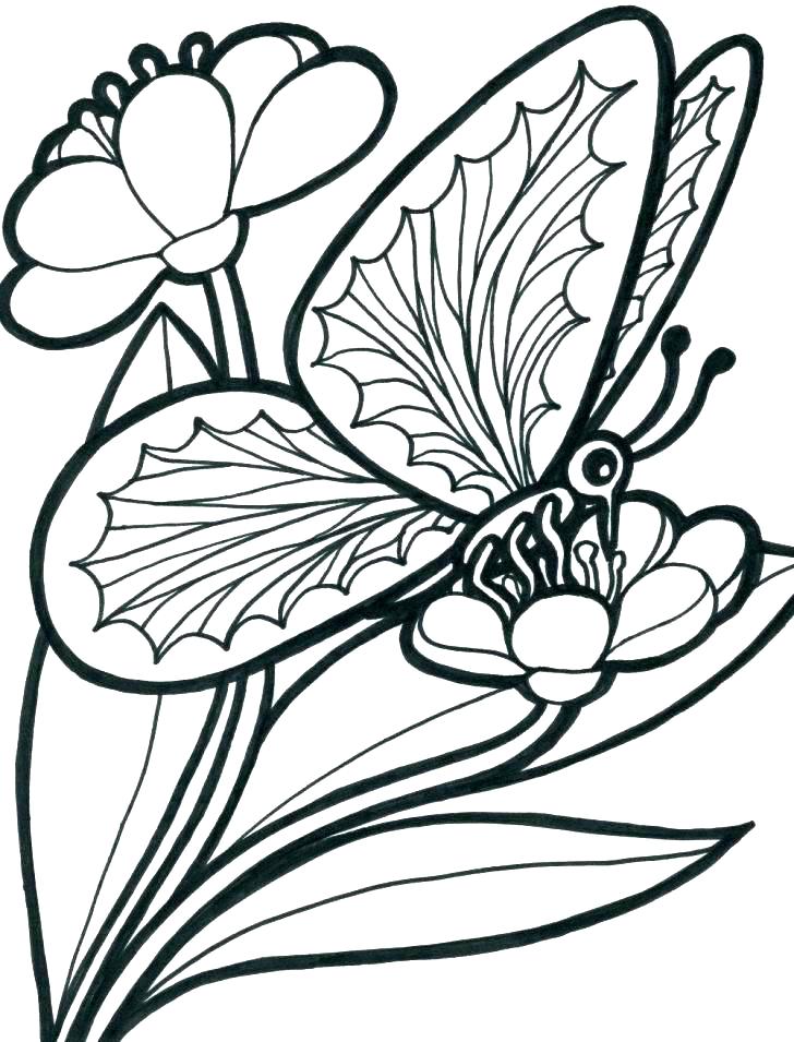 728x955 Free Coloring Pages Flowers Butterflies New Butterfly