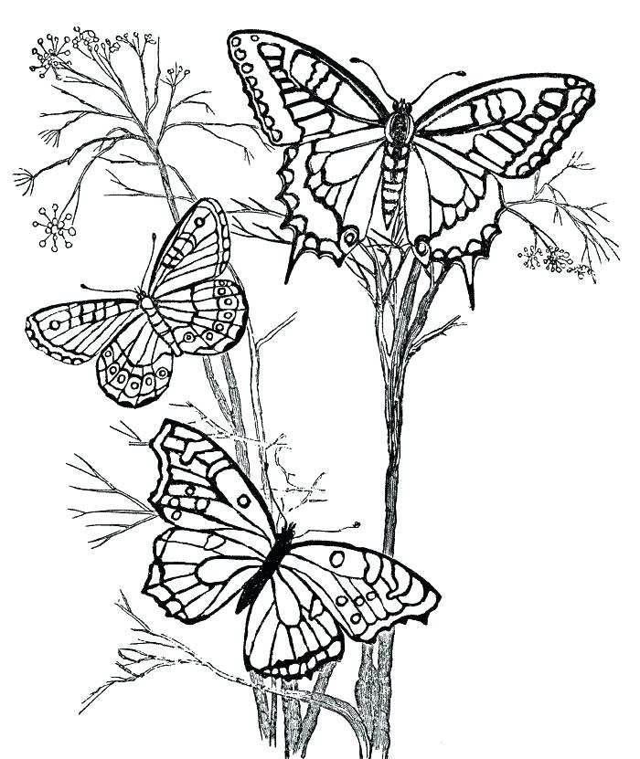 700x831 Butterfly Printable Coloring Pages Coloring Pages Of Flowers