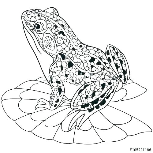 500x500 Coloring Pages Frogs Coloring Pages Frogs Coloring Pages