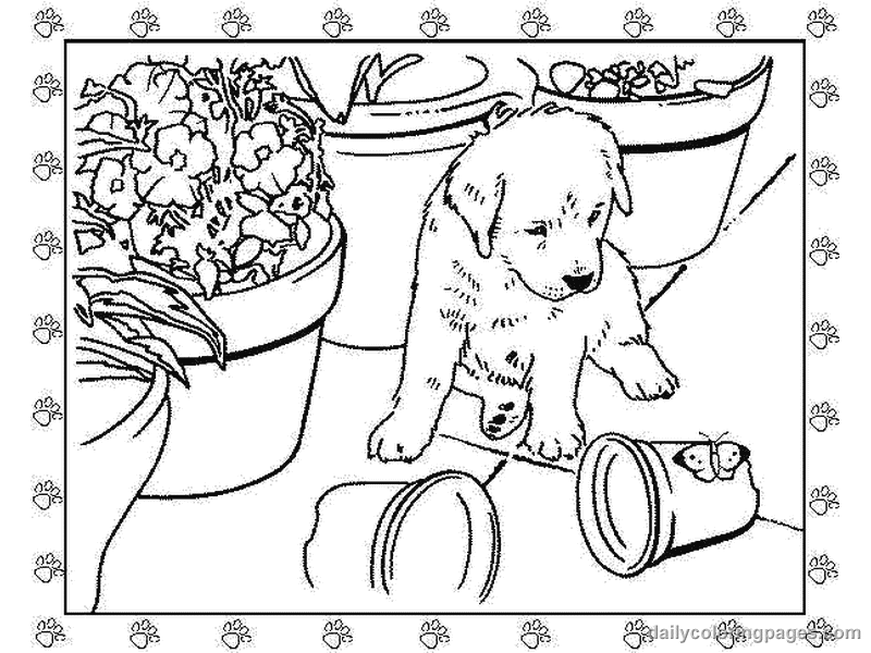 800x600 Golden Retriever Puppies Coloring Pages
